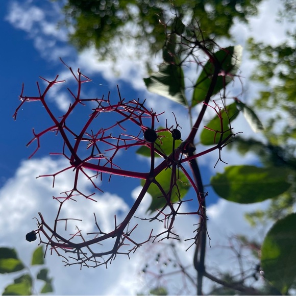 Meet your Posher ⭐️ - Picture 8 of 13